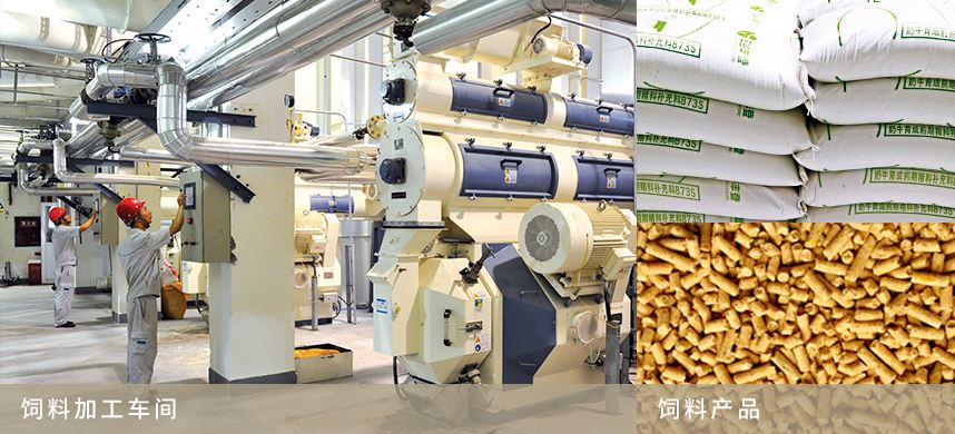 饲料厂燃气模块炉